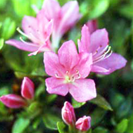 桜川sakuragawa