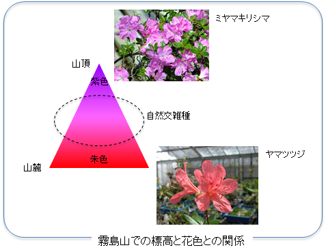 久留米つつじの原種