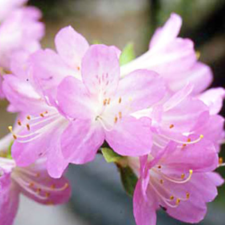 長楽Osaraku