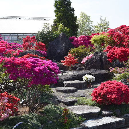 
												Japanese rock-garden of Azalea