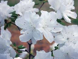 Kurume Azalea ‘Tagonoura’