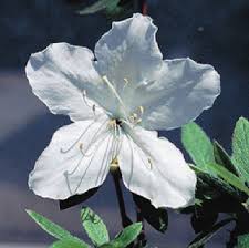 Ryukyu Azalea ‘Shiroryukyu’