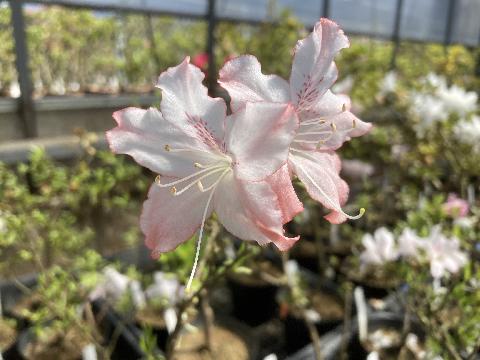 ӂÂ݁iӂÂƁj̎ʐ^