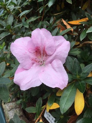 �҂񂭂ǂ�|�ނ̎ʐ^