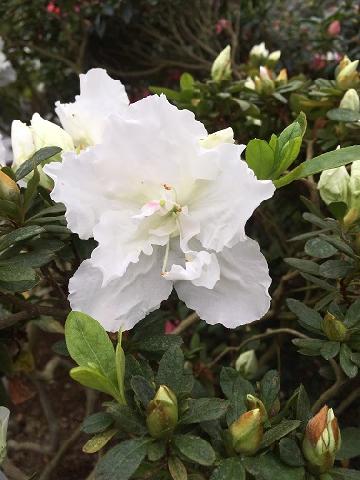 ܂ނ[Ƃւ񂷂΂̎ʐ^