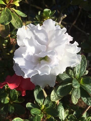 [ׂɂႷ[ӂłł̎ʐ^