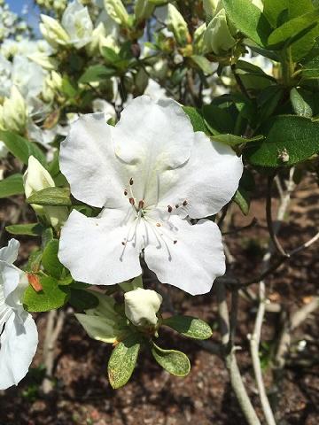 ���ׂꂷ�Ƃ̎ʐ^