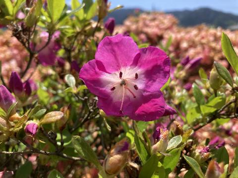 �����������̎ʐ^