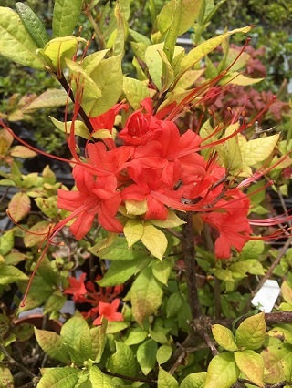 [ǂłǂ@Ղɂӂ肤ނ̎ʐ^