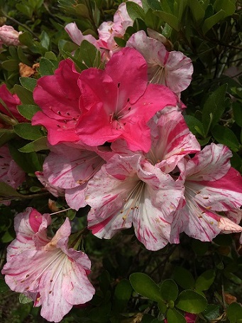 ���Ƃ߂̂܂��̎ʐ^