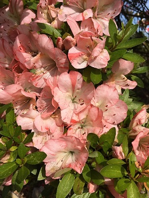 ���イ���イ���񂩂���̎ʐ^