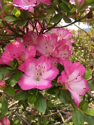 �����炪���̎ʐ^