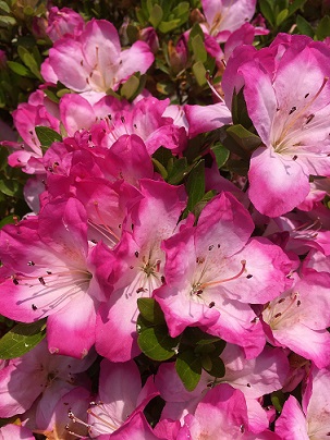 �߂����̎ʐ^