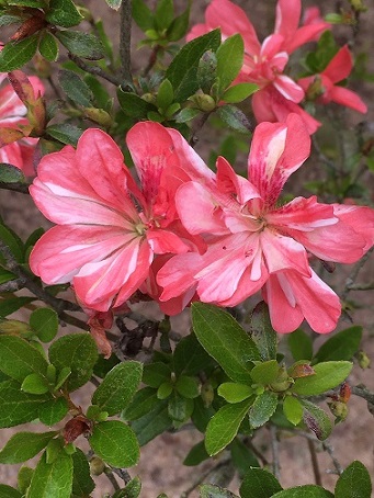 ���Ă�܂̂܂��̎ʐ^