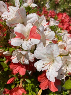 �����炨���̎ʐ^