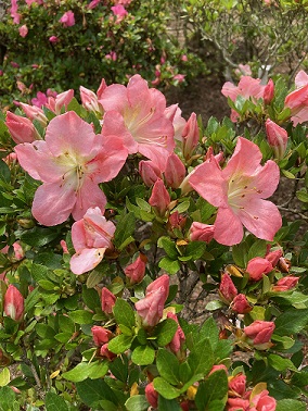 ���񂷂��̎ʐ^