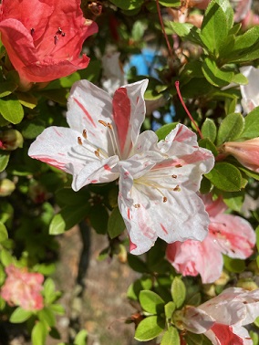 �����ӂ�����̎ʐ^