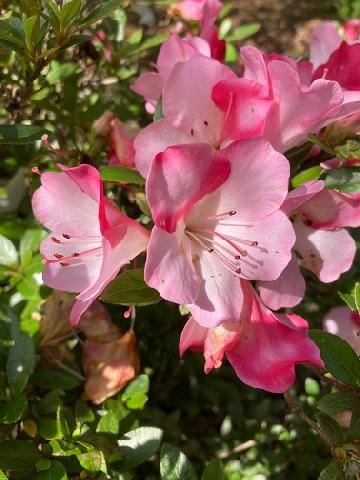 ���イ���̎ʐ^