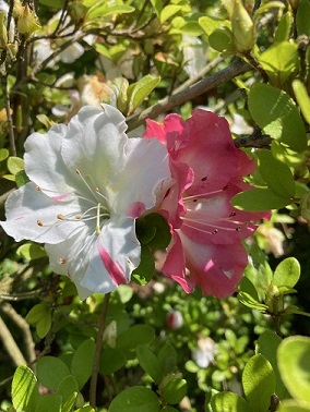 �΂񂴂��̎ʐ^