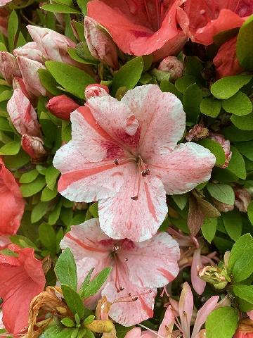 ���݂����̎ʐ^