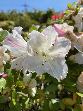 ���炭�̂Ƃ��̎ʐ^