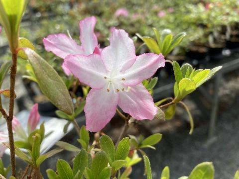 Haru no akebonoの写真