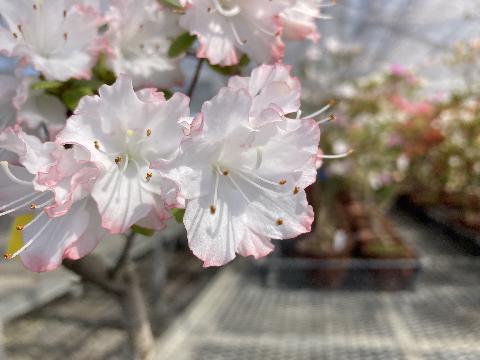 Fuji no asahiの写真