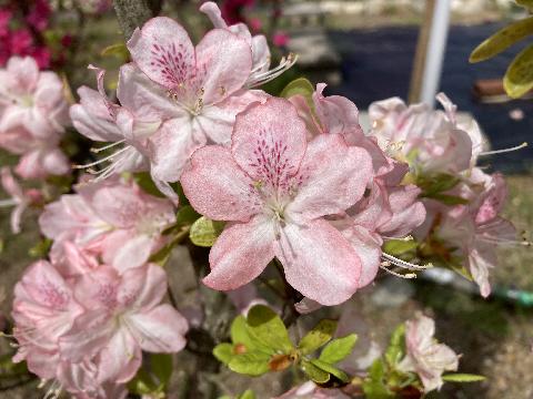 Sakurakagami  Sakura kagamiの写真