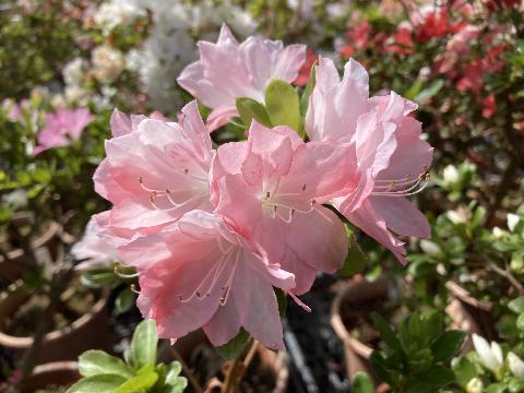 Iwatokagami  Iwato kagamiの写真