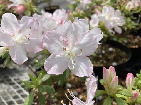 Sakuragari  Sakura gariの写真
