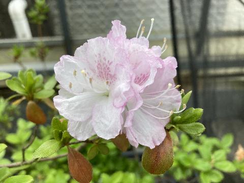 Izumikawa Izumi kawaの写真