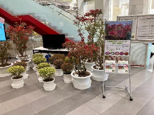 久留米市庁舎展示（４月７日）