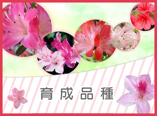 久留米つつじ育成品種
