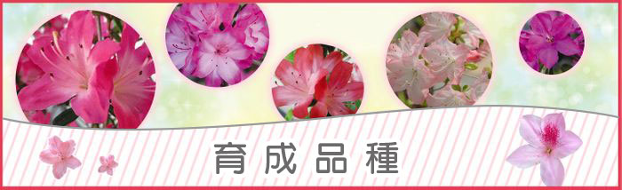 育成品種