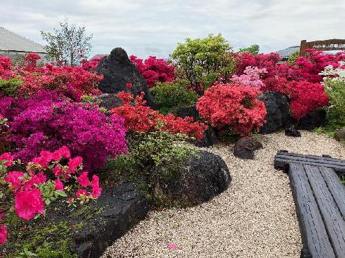 令和８年開花情報（４月19日（日））