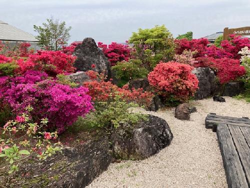 令和８年開花情報（４月22日（水））