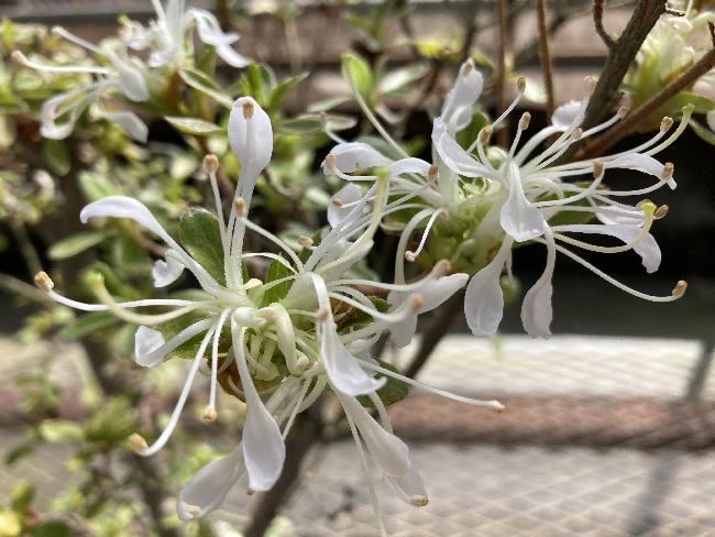 ガクが花弁化した采咲き品種の花