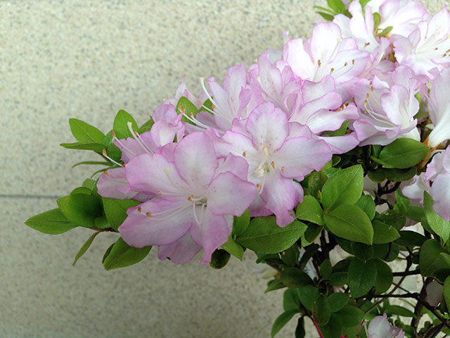 春のかすみ1