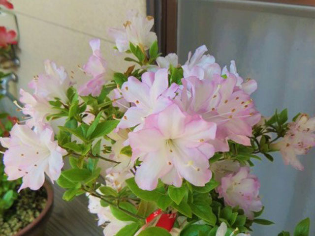 春のかすみ2